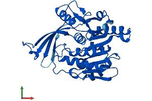 AlphaFold protein structure predicition of Mouse Recombinant Khk Protein, UniprotID P97328