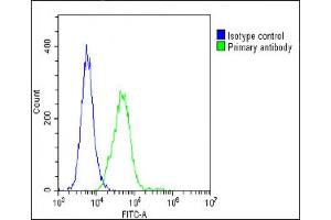 Overlay histogram showing C2C12 cells stained with (ABIN6242694 and ABIN6578668)(green line).