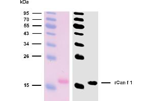 Reactivity of rCan f 1 with sIgE antibodies in plasma of a patient with confirmed presence (routine clinical test) of specific IgE antibodies to dog epithelium allergen extract. (Can f 1 (Canis Familiaris) Protéine)