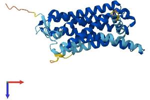 AlphaFold protein structure predicition of Human Recombinant OR10H2 Protein, UniprotID O60403