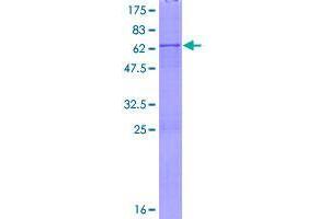 Image no. 1 for XiAP Associated Factor 1 (XAF1) (AA 1-301) protein (GST tag) (ABIN1325416)