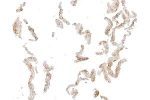 Immunocytochemistry (ICC) image for anti-Syndecan 1 (SDC1) (AA 23-251) antibody (ABIN7795740)
