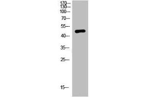 Western Blot analysis of mouse-brain cells using primary antibody diluted at 1:2000(4 °C overnight). (NMUR2 anticorps  (AA 1-50))