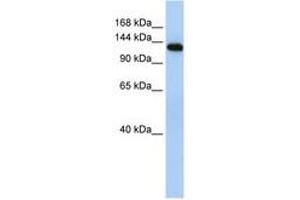 Image no. 1 for anti-Myosin Binding Protein C, Fast Type (MYBPC2) (AA 36-85) antibody (ABIN6740750) (MYBPC2 anticorps  (AA 36-85))
