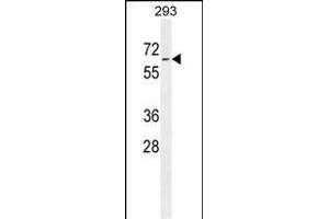 PLD5 Antibody (C-term) (ABIN655545 and ABIN2845054) western blot analysis in 293 cell line lysates (35 μg/lane). (PLD5 anticorps  (C-Term))