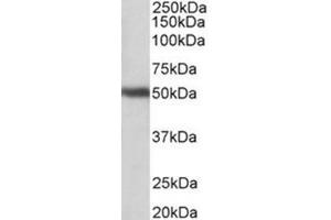 AP31783PU-N GPR83 antibody staining of Human Cerebellum lysate at 1 µg/ml (35 µg protein in RIPA buffer).
