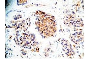 Human pancreas tissue was stained by Rabbit Anti-Augurin (133-148) (Human) Antiserum (C2orf40 anticorps  (Preproprotein))