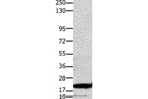 Western blot analysis of Hela cell, using CLDN1 Polyclonal Antibody at dilution of 1:1100 (Claudin 1 anticorps)
