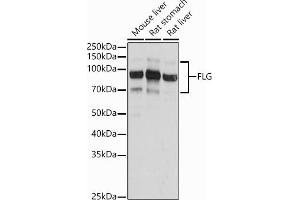 Western blot analysis of extracts of various cell lines, using FLG antibody (ABIN7267204) at 1:1000 dilution. (Filaggrin anticorps)