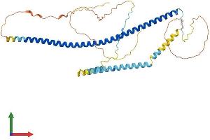 AlphaFold protein structure predicition of Mouse Recombinant Cavin1 Protein, UniprotID O54724
