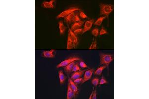 Immunofluorescence analysis of U-2 OS cells using GART Rabbit pAb (ABIN1679954, ABIN3018225, ABIN3018226 and ABIN6220407) at dilution of 1:200 (40x lens). (GART anticorps  (AA 1-320))