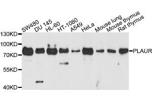 Western blot analysis of extracts of various cell lines, using PLAUR antibody. (PLAUR anticorps  (AA 23-305))