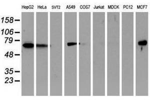 Image no. 3 for anti-Epsin 2 (EPN2) antibody (ABIN1498051) (Epsin 2 anticorps)