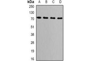 Western blot analysis of GRP75 expression in MCF7 (A), NIH3T3 (B), COS7 (C), mouse brain (D) whole cell lysates. (HSPA9 anticorps)