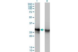 Western Blot analysis of HMGB1 expression in transfected 293T cell line by HMGB1 monoclonal antibody (M08), clone 2F6. (HMGB1 anticorps  (AA 1-90))