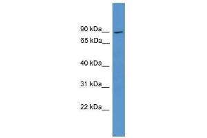 Western Blot showing NCKIPSD antibody used at a concentration of 1.