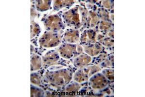 ATP1B3 Antibody (C-term) immunohistochemistry analysis in formalin fixed and paraffin embedded human stomach tissue followed by peroxidase conjugation of the secondary antibody and DAB staining. (ATP1B3 anticorps  (C-Term))
