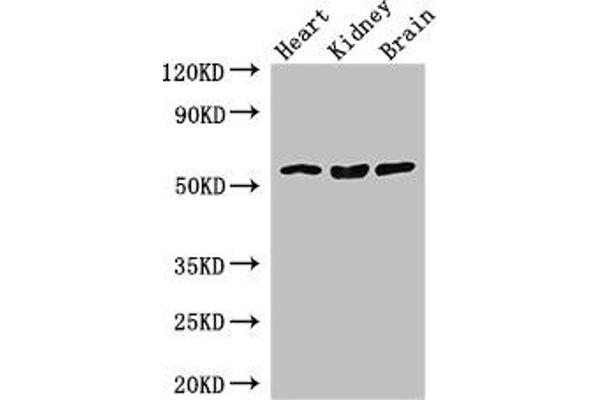 SLC7A7 anticorps  (AA 325-382)