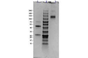 Goat anti-Cow IgG (Heavy & Light Chain) antibody