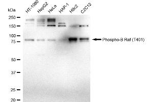 Western blotting analysis using Phospho-B Raf (T401) antibody (ABIN7797724).