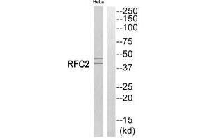 Western blot analysis of extracts from HeLa cells, using RFC2 antibody. (RFC2 anticorps)