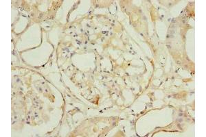 Immunohistochemistry of paraffin-embedded human kidney tissue using ABIN7166022 at dilution of 1:100