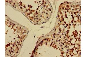 Immunohistochemistry of paraffin-embedded human testis tissue using ABIN7151526 at dilution of 1:100 (ELMOD2 anticorps  (AA 82-200))