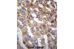 BEND7 Antibody (C-term) immunohistochemistry analysis in formalin fixed and paraffin embedded human liver tissue followed by peroxidase conjugation of the secondary antibody and DAB staining. (BEND7 anticorps  (C-Term))