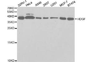 Western blot analysis of extracts of various cell lines, using HDGF antibody. (HDGF anticorps)