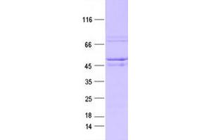 Validation with Western Blot