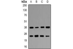 Western blot analysis of UBE2Z expression in MCF7 (A), HepG2 (B), mouse pancreas (C), mouse testis (D) whole cell lysates.