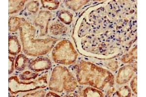 Immunohistochemistry of paraffin-embedded human kidney tissue using ABIN7170127 at dilution of 1:100 (SLC2A9 anticorps  (AA 473-511))