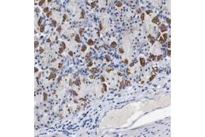 Immunohistochemical staining of human stomach with LRRC55 polyclonal antibody  shows strong cytoplasmic positivity in parietal cells. (LRRC55 anticorps)