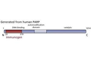 Image no. 3 for anti-Poly (ADP-Ribose) Polymerase 1 (PARP1) (AA 22-219) antibody (ABIN968333) (PARP1 anticorps  (AA 22-219))