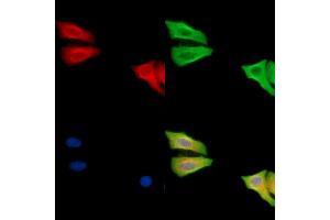ABIN6260453 and ABIN6279232 staining Hela cells by IF/ICC. (CAPNS2 anticorps  (Internal Region))