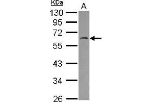 Western Blotting (WB) image for anti-HSPB (Heat Shock 27kDa) Associated Protein 1 (HSPBAP1) (AA 233-456) antibody (ABIN1498756)