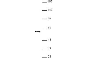 KAT5 antibody (pAb) tested by Western blot. (KAT5 anticorps)