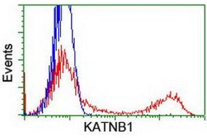 HEK293T cells transfected with either RC201852 overexpress plasmid (Red) or empty vector control plasmid (Blue) were immunostained by anti-KATNB1 antibody (ABIN2455170), and then analyzed by flow cytometry. (KATNB1 anticorps)