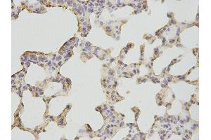 Immunohistochemistry (IHC) image for anti-Bactericidal/Permeability Increasing Protein (BPI) antibody (ABIN1876526) (BPI anticorps)