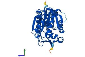 AlphaFold protein structure predicition of Mouse Recombinant Nnmt Protein, UniprotID O55239