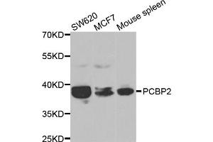 Western blot analysis of extracts of various cell lines, using PCBP2 antibody. (PCBP2 anticorps)