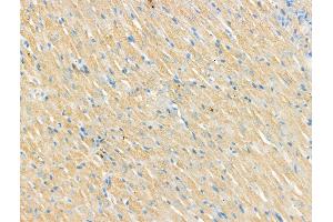 ABIN7094509 and ABIN7098558 at 1/100 staining Rat heart tissue by IHC-P. (CNGA2 anticorps  (C-Term))