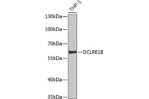 Western blot analysis of extracts of THP-1 cells, using DCLRE1B antibody (ABIN6132154, ABIN6139439, ABIN6139440 and ABIN6222554) at 1:1000 dilution. (DCLRE1B anticorps  (AA 323-532))