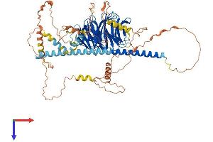 AlphaFold protein structure predicition of Mouse Recombinant Strn4 Protein, UniprotID P58404