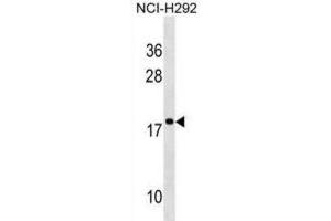 Western Blotting (WB) image for anti-Ribosomal Protein S17-Like (RPS17L) antibody (ABIN2995178) (RPS17L anticorps)