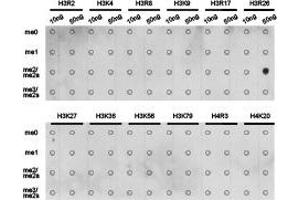 Dot-blot analysis of all sorts of methylation peptides using H3R26 me2a antibody. (Histone anticorps)