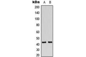 Western blot analysis of Connexin 43 (pS368) expression in Jurkat (A), A549 (B) whole cell lysates. (Connexin 43/GJA1 anticorps  (C-Term, pSer368))