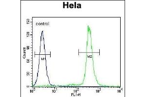 LIN28A Antibody (Center) (ABIN655156 and ABIN2844774) flow cytometric analysis of Hela cells (right histogram) compared to a negative control cell (left histogram).