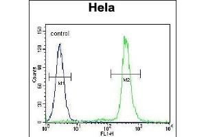 LIN28A Antibody (Center) (ABIN655156 and ABIN2844774) flow cytometric analysis of Hela cells (right histogram) compared to a negative control cell (left histogram). (LIN28A anticorps  (AA 108-138))