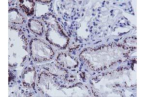 Immunohistochemical staining of paraffin-embedded Human Kidney tissue using anti-FXN mouse monoclonal antibody. (Frataxin anticorps)